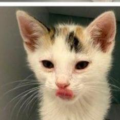 Mira, Adoptable, Kitten Female Domestic Short Hair.