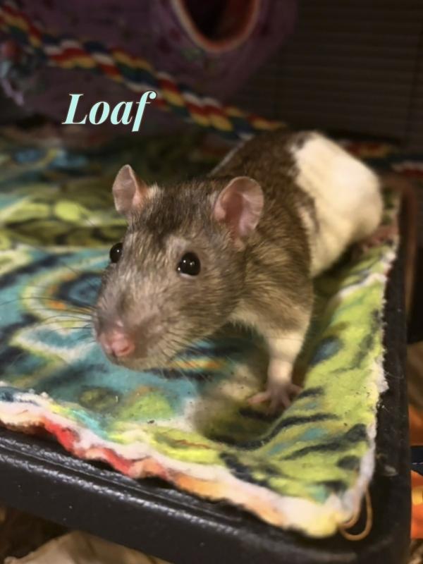 Bagel, Donut, Eclair & Loaf (The Bakery Girls), an adoptable Rat in Merrimack, NH image 4/4