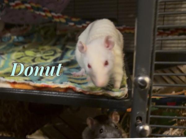 Bagel, Donut, Eclair & Loaf (The Bakery Girls), an adoptable Rat in Merrimack, NH image 3/4