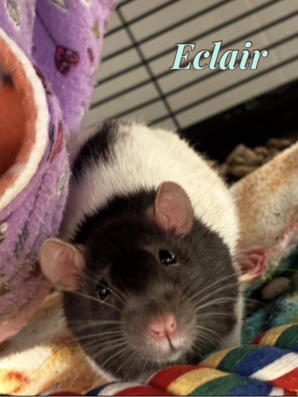 Bagel, Donut, Eclair & Loaf (The Bakery Girls), adoptable, Adult Female Rat.