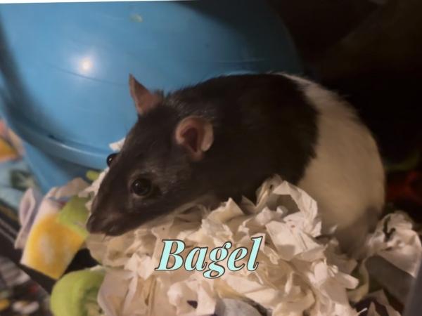 Bagel, Donut, Eclair & Loaf (The Bakery Girls), an adoptable Rat in Merrimack, NH image 2/4