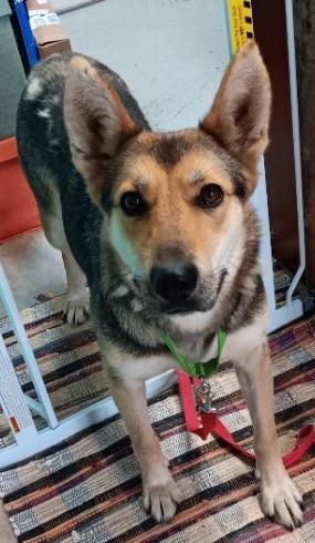 Ash, Adoptable, Adult Female German Shepherd Dog.