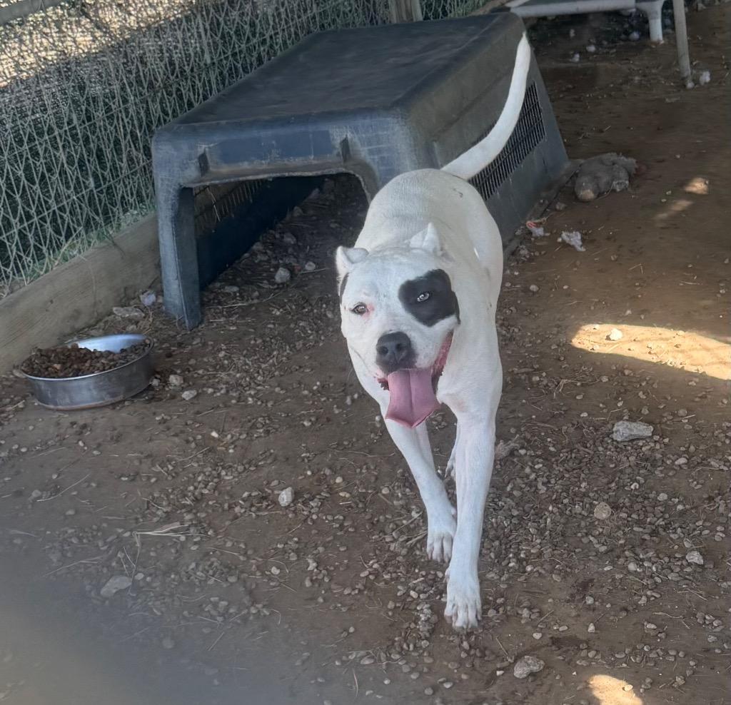 Enlarge Abby, a Adoptable Pit Bull Terrier in Quinlan, TX image 1/1