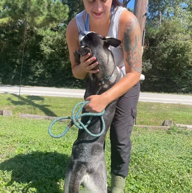 Dog for adoption Winnie, a Siberian Husky Mix in Clinton, CT Petfinder