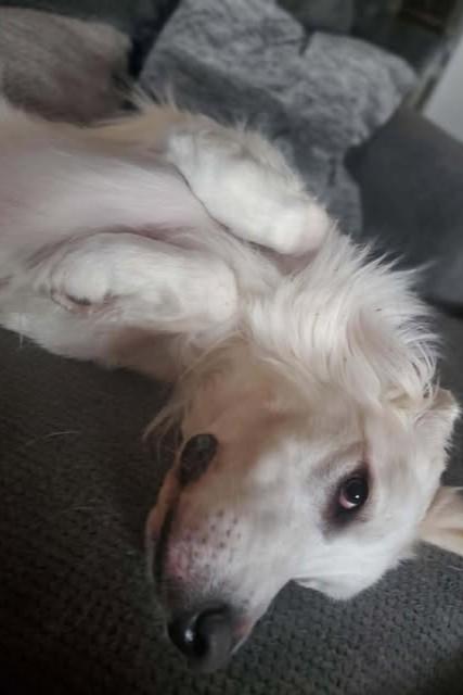 Quartz, Adoptable, Adult Male Great Pyrenees.