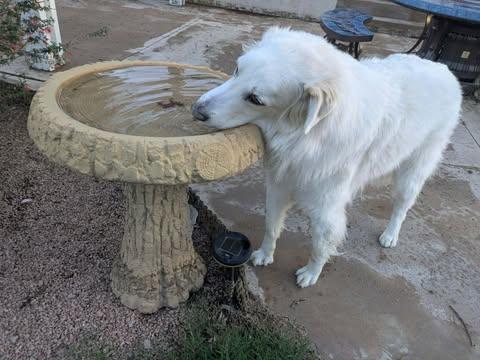 Quartz, a Adoptable Great Pyrenees in Mesa, AZ image 2/5