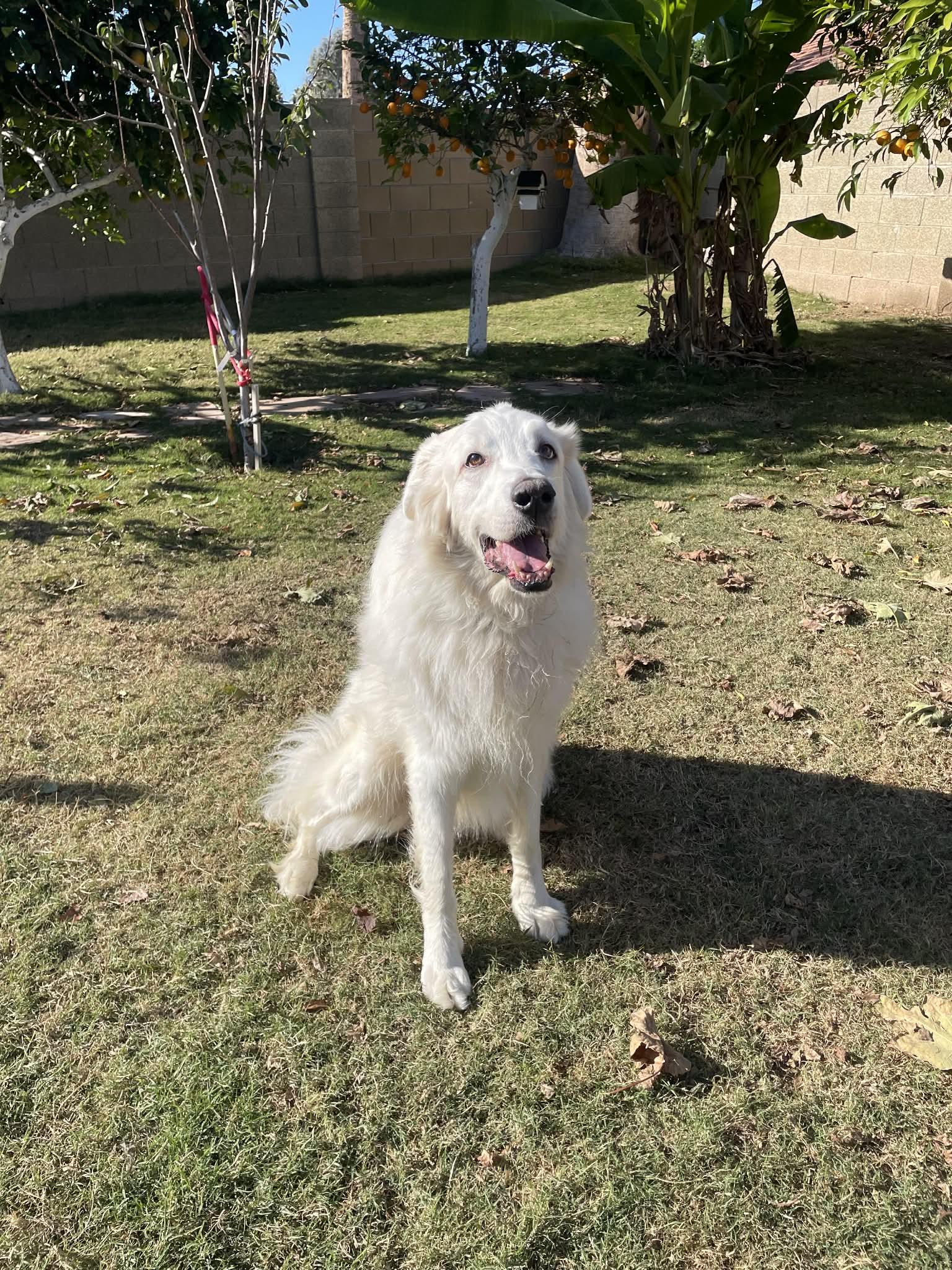 Quartz, a Adoptable Great Pyrenees in Mesa, AZ image 3/5