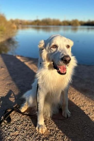 Quartz, a Adoptable Great Pyrenees in Mesa, AZ image 4/5