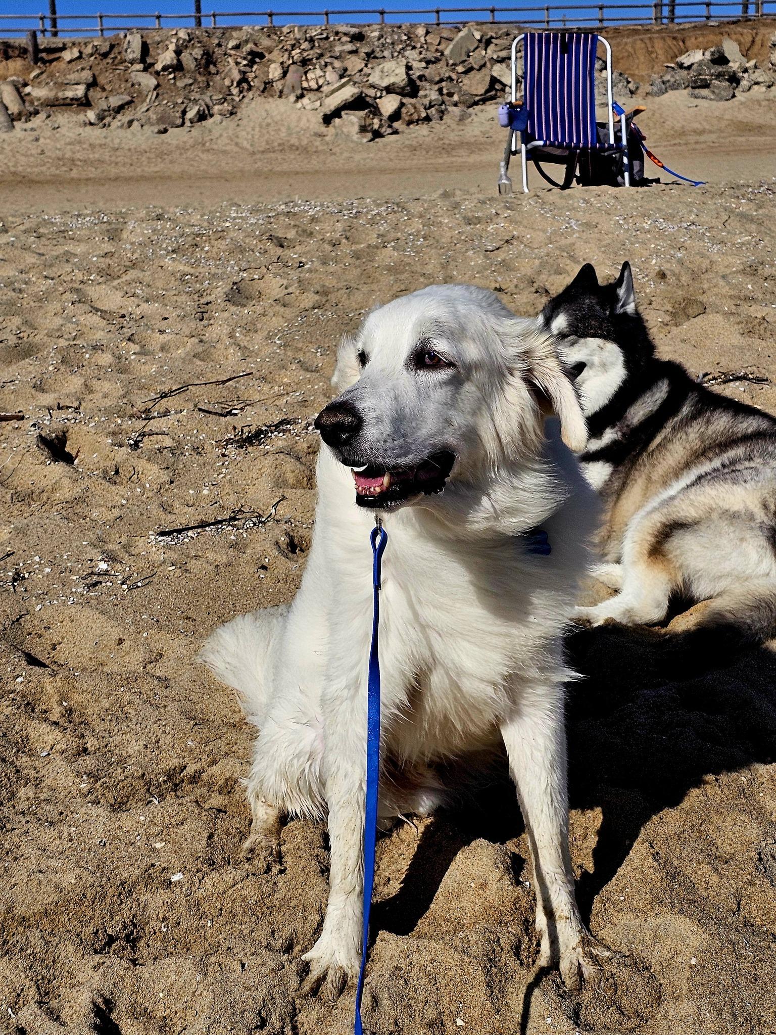 Quartz, a Adoptable Great Pyrenees in Mesa, AZ image 5/5