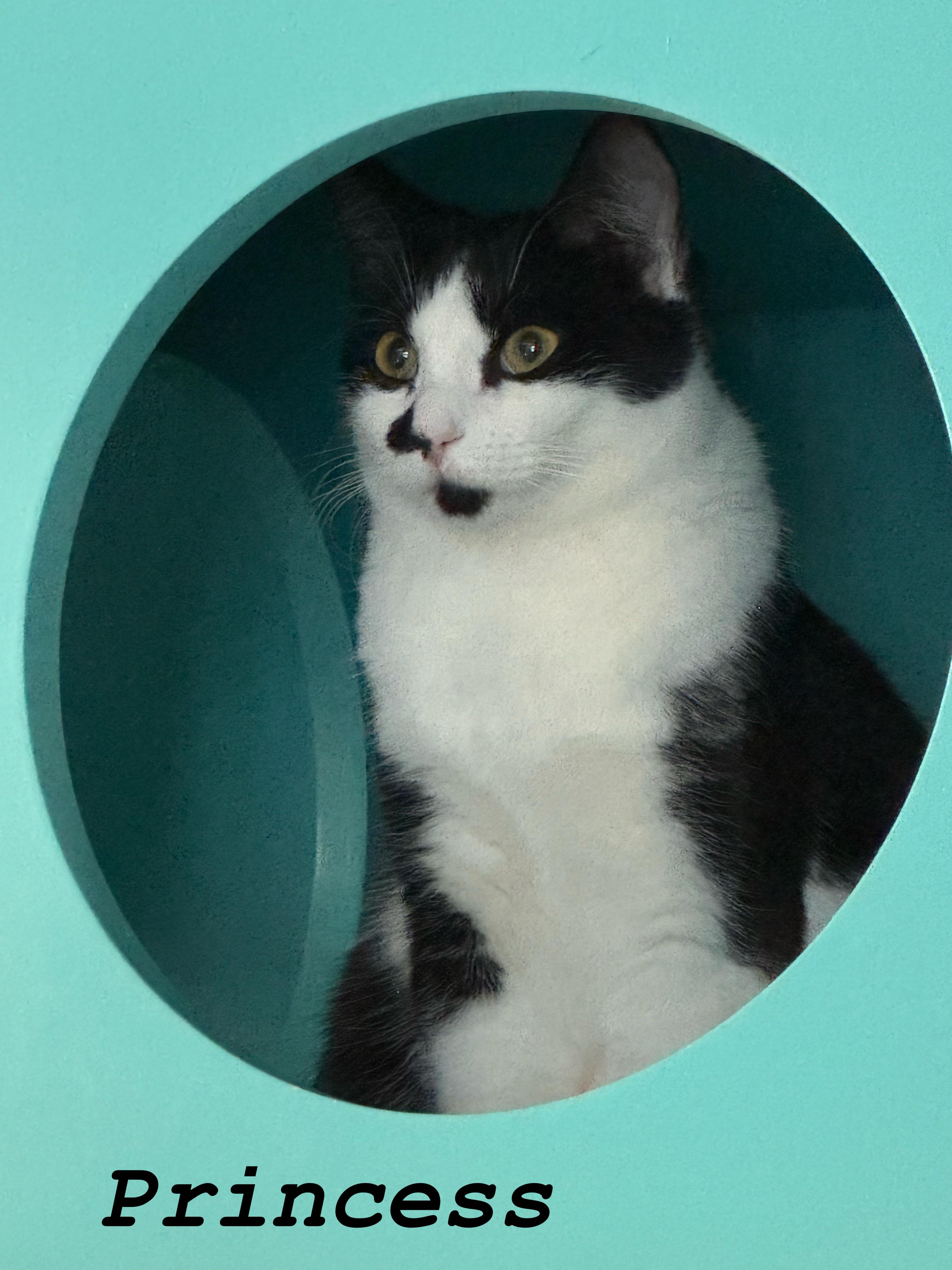 Enlarge Princess, a Adoptable Tuxedo in Phoenix, AZ image 4/5