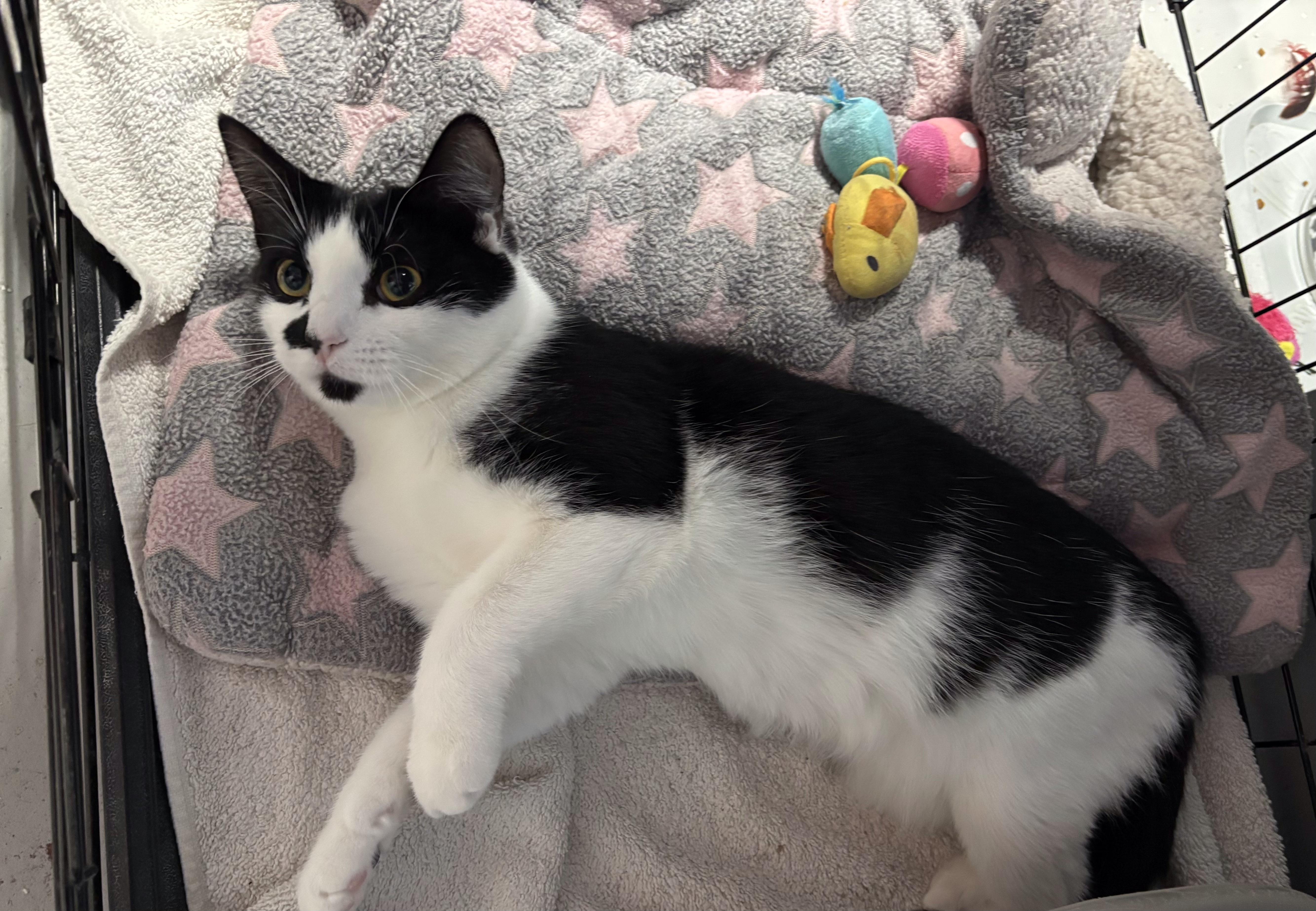 Enlarge Princess, a Adoptable Tuxedo in Phoenix, AZ image 2/5