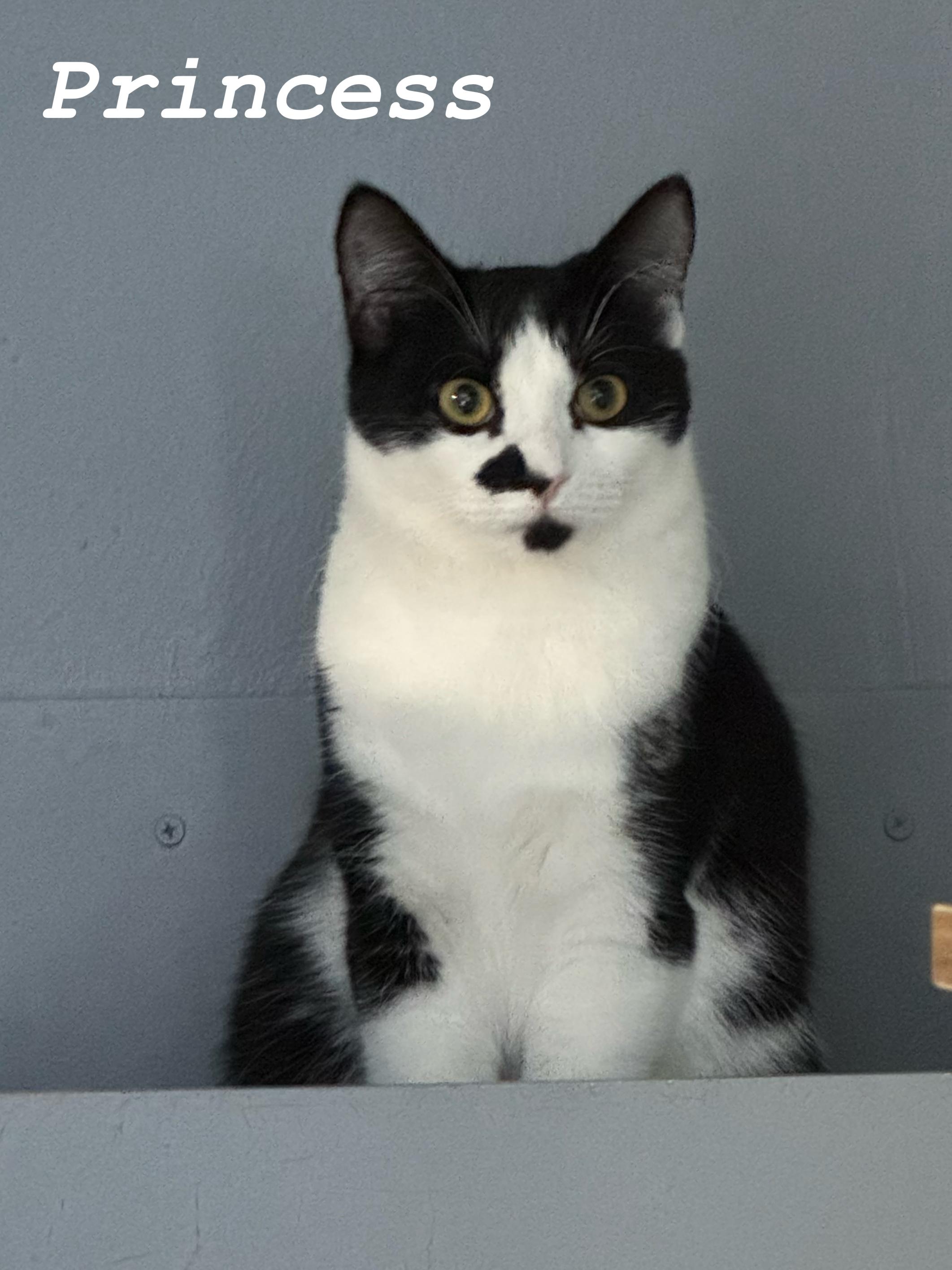 Princess, Adoptable, Young Female Tuxedo.