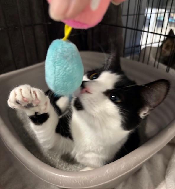 Enlarge Princess, a Adoptable Tuxedo in Phoenix, AZ image 3/5