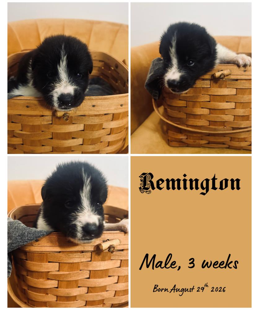 Remington, Adoptable, Puppy Male Border Collie.