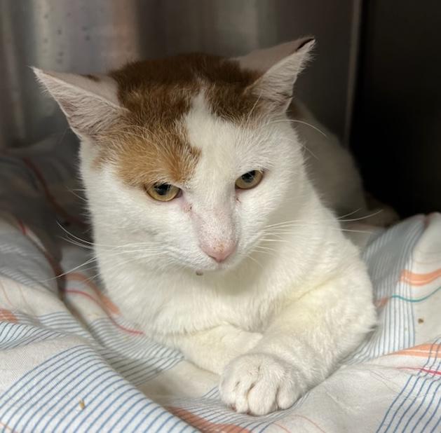 Sesame Hill, a Adoptable Domestic Short Hair in Philadelphia, PA image 2/5