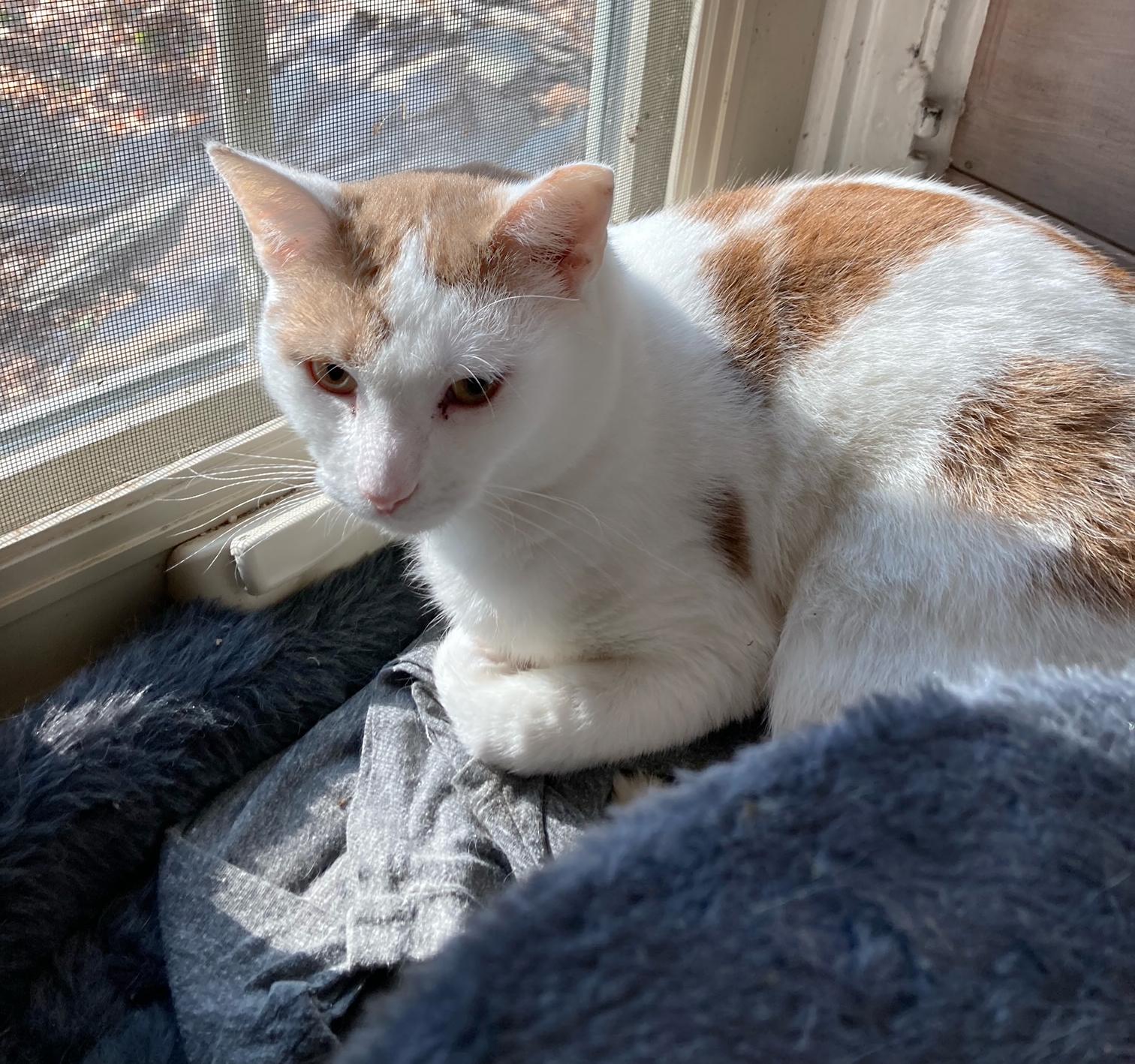 Sesame Hill, a Adoptable Domestic Short Hair in Philadelphia, PA image 4/5