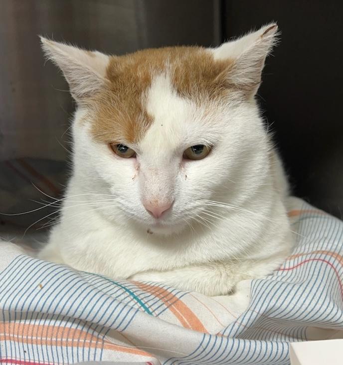 Sesame Hill, a Adoptable Domestic Short Hair in Philadelphia, PA image 3/5