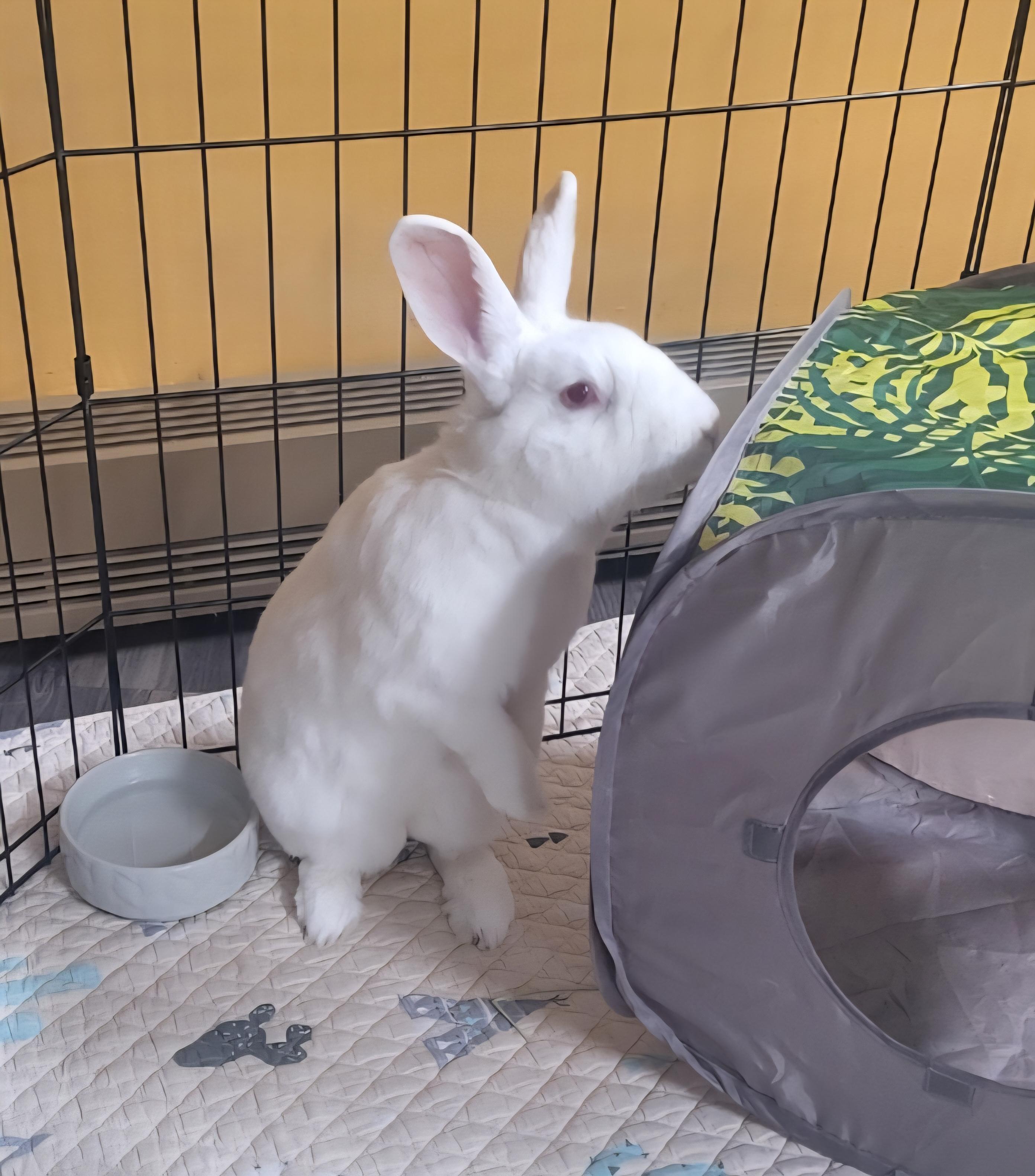 Phoenix, ADOPTABLE, Adult Female New Zealand & Bunny Rabbit.