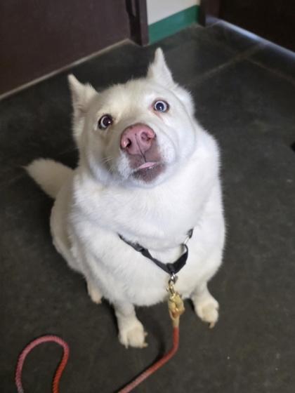 Hera, adopted, Senior Female Husky & Siberian Husky.