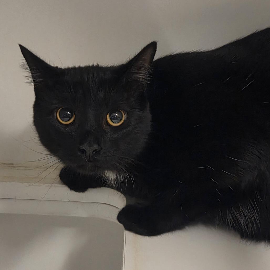 Rhea Ripley, Adoptable, Adult Female Domestic Short Hair.