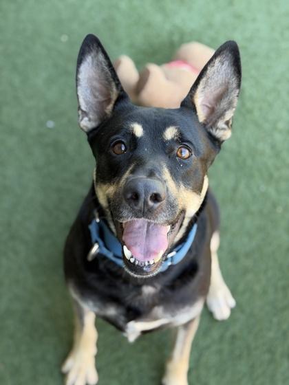 Enlarge Pina, a ADOPTABLE mixed breed in Sacramento, CA image 4/4