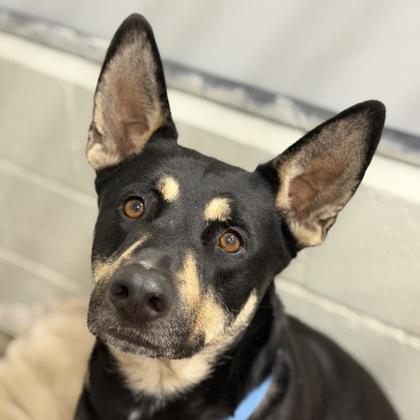 Pina, ADOPTABLE, Adult Female German Shepherd Dog.