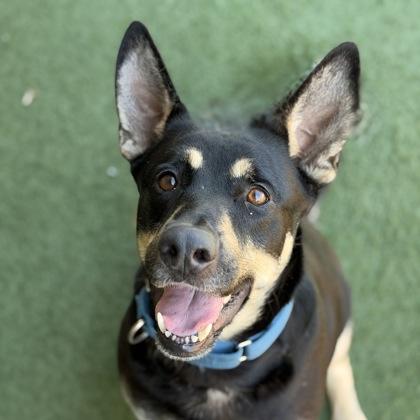 Pina, ADOPTABLE, Adult Female German Shepherd Dog.