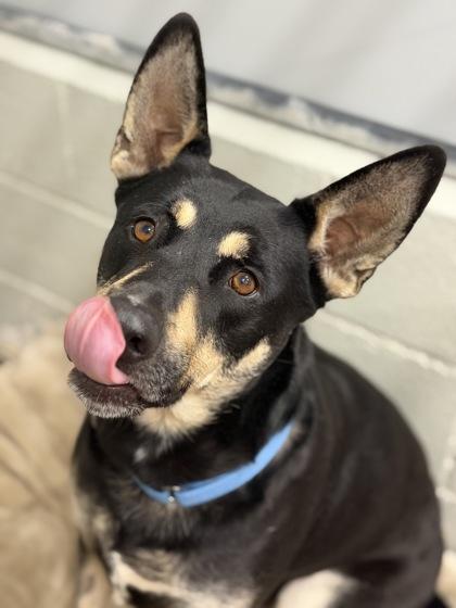 Enlarge Pina, a ADOPTABLE mixed breed in Sacramento, CA image 2/2