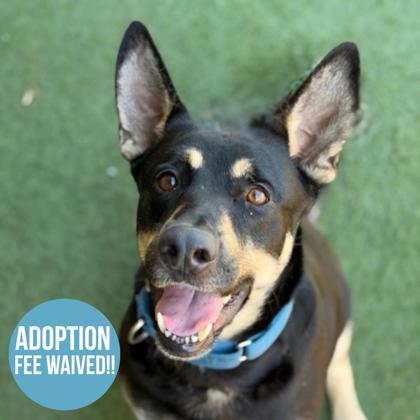 Pina, ADOPTABLE, Adult Female German Shepherd Dog.