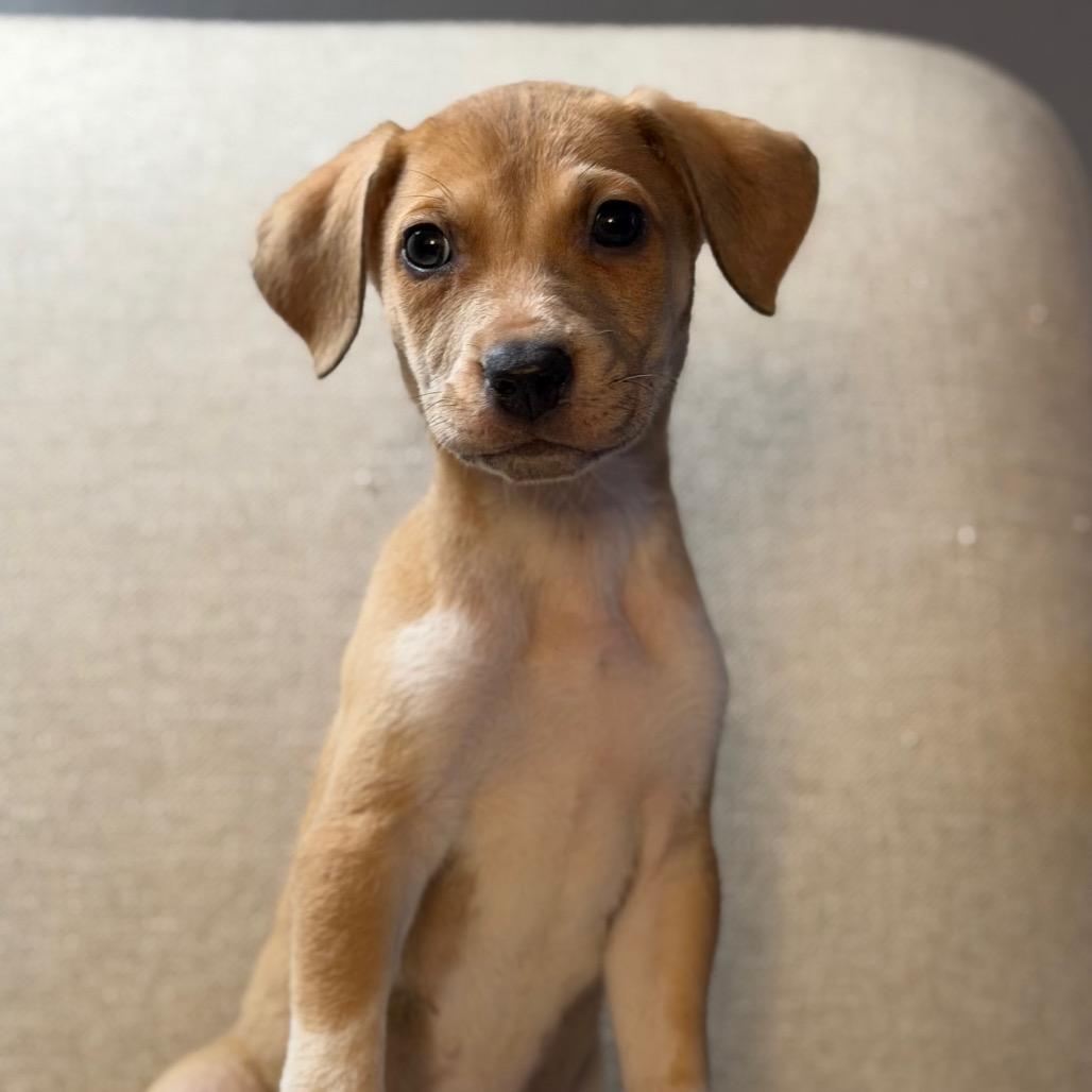 Heartford, Adoptable, Puppy Female Beagle & Husky.