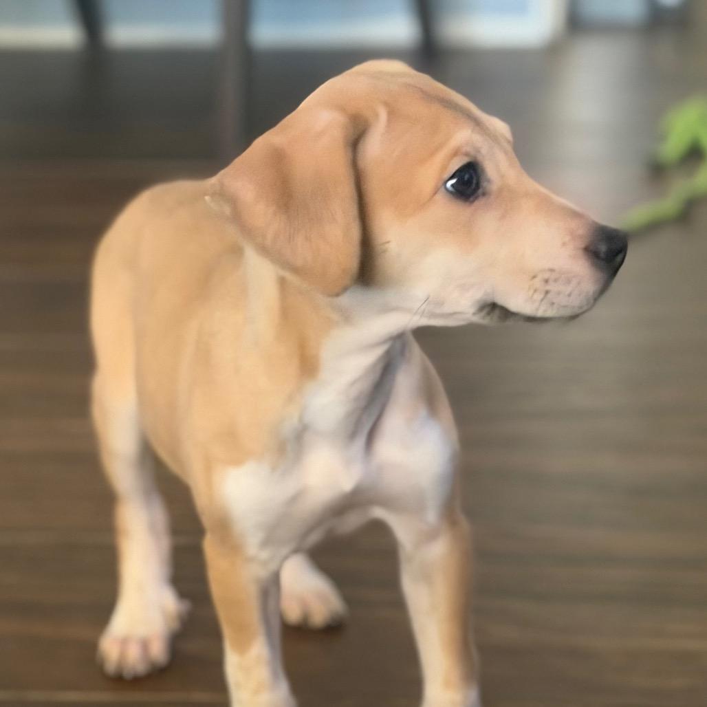 Enlarge Heartford, a Adoptable mixed breed in Las Vegas, NV image 2/3