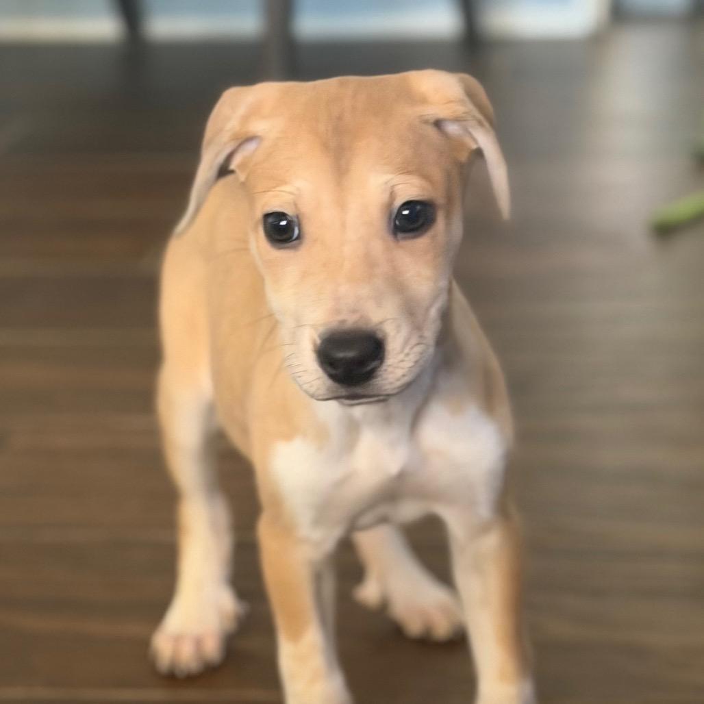 Enlarge Heartford, a Adoptable mixed breed in Las Vegas, NV image 3/3