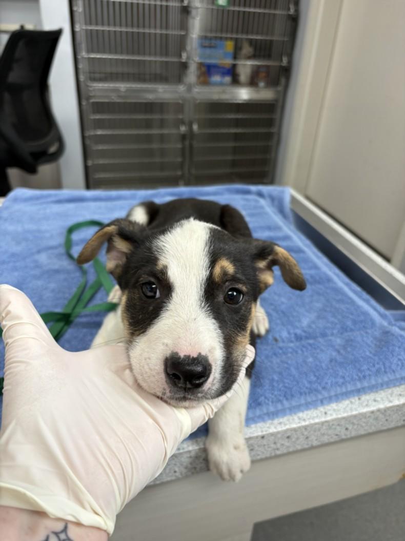 A210092, Adoptable, Adult Male Border Collie.