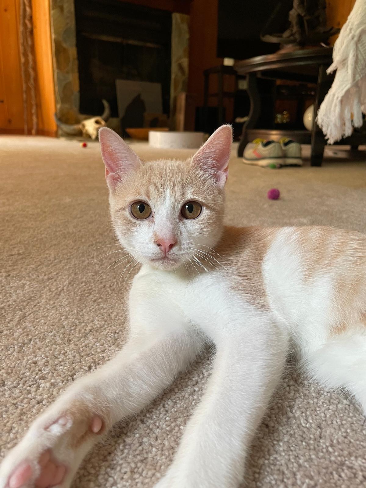 Ricky (bonded with Reggie), Adoptable, Kitten Male Domestic Short Hair.