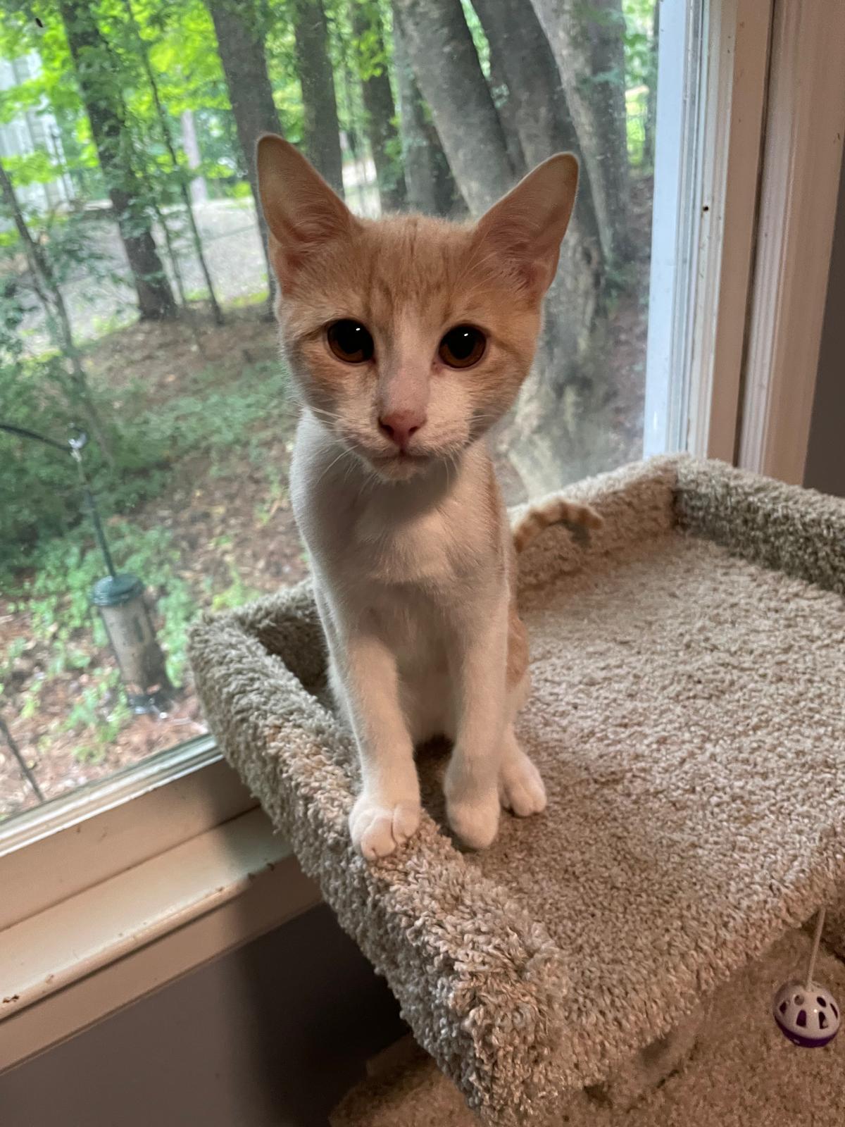 Enlarge Ricky (bonded with Reggie), a Adoptable Domestic Short Hair in Alpharetta, GA image 2/5