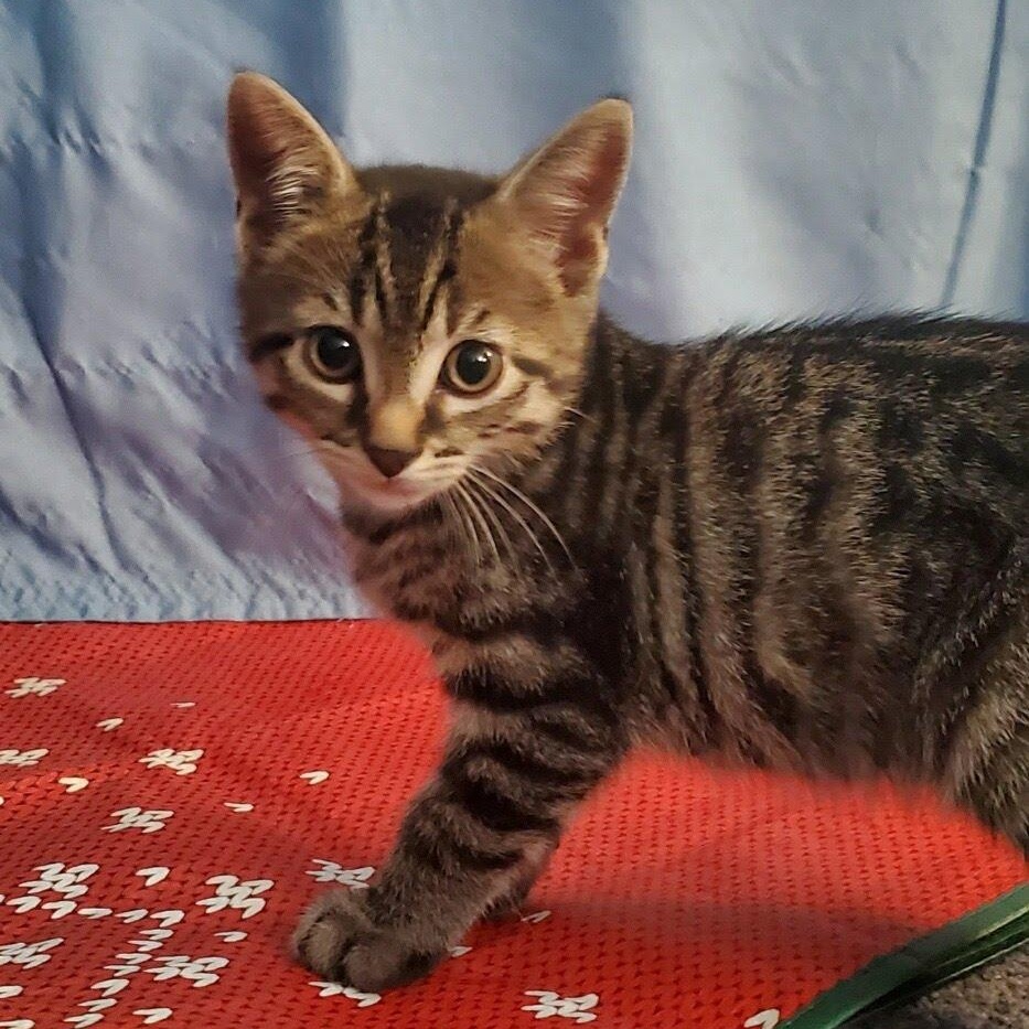 Enlarge Finn + Chaos, a Adoptable Domestic Short Hair in West Orange, NJ image 3/3