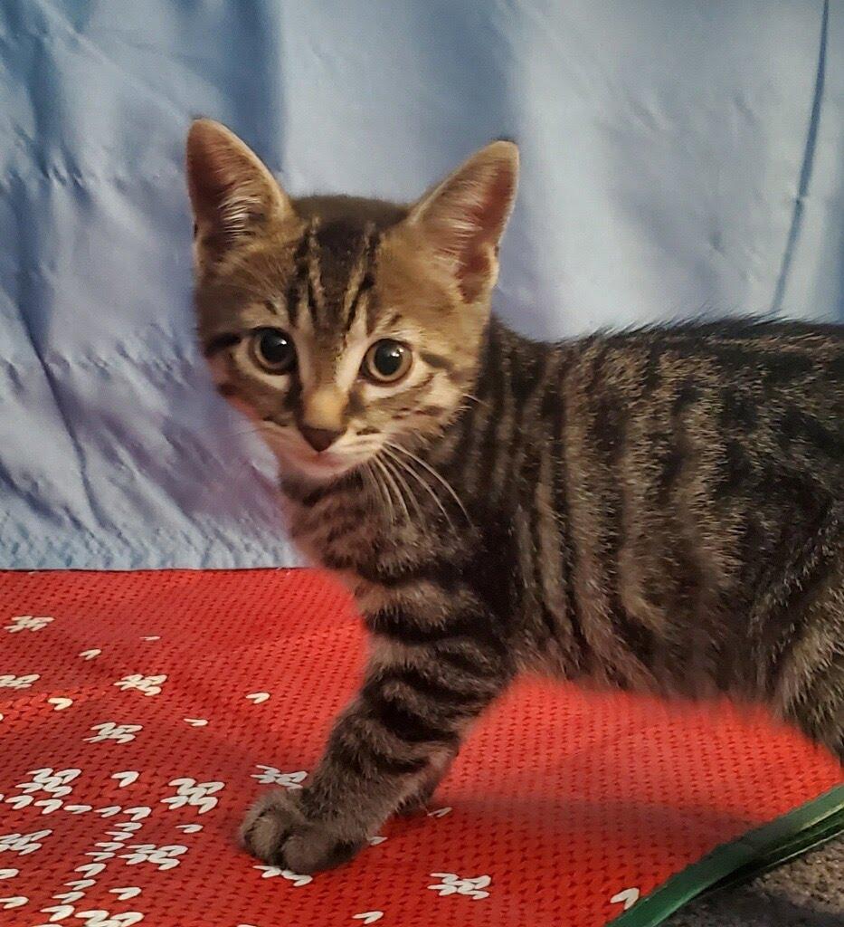 Finn + Chaos, a Adoptable Domestic Short Hair in West Orange, NJ image 3/3