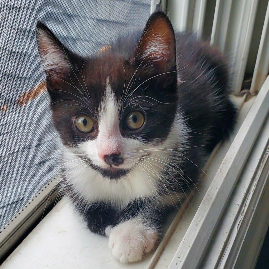 Enlarge Finn + Chaos, a Adoptable Domestic Short Hair in West Orange, NJ image 2/3