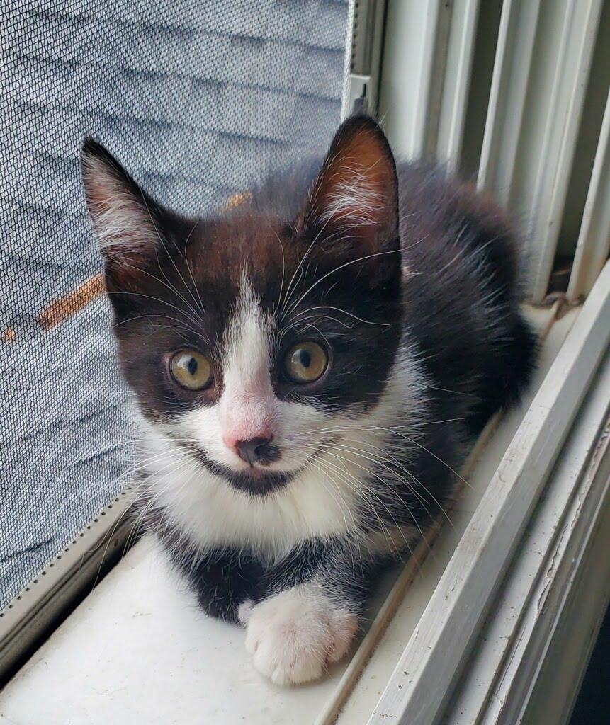 Finn + Chaos, a Adoptable Domestic Short Hair in West Orange, NJ image 2/3