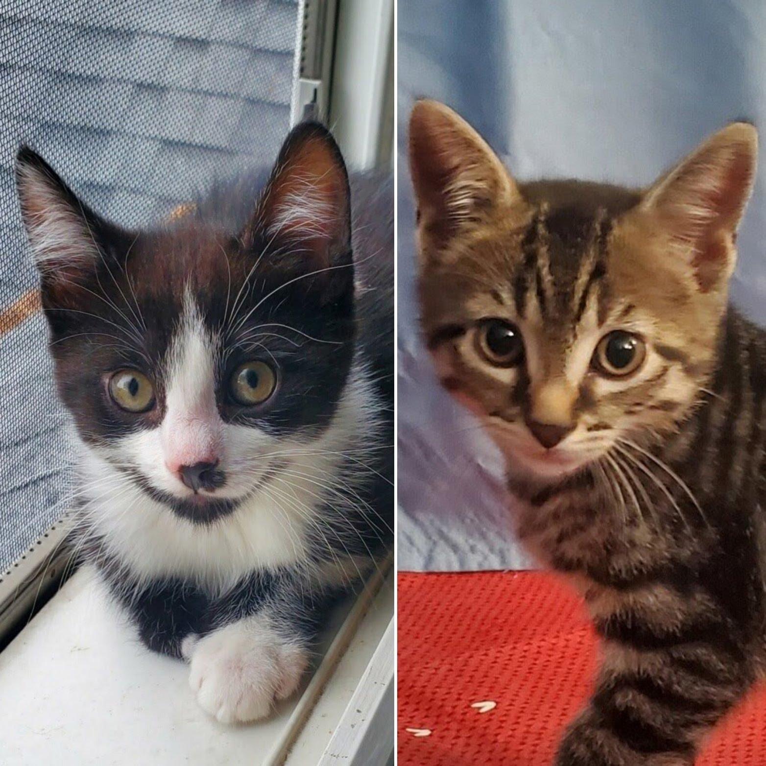 Finn + Chaos, a Adoptable Domestic Short Hair in West Orange, NJ image 1/3