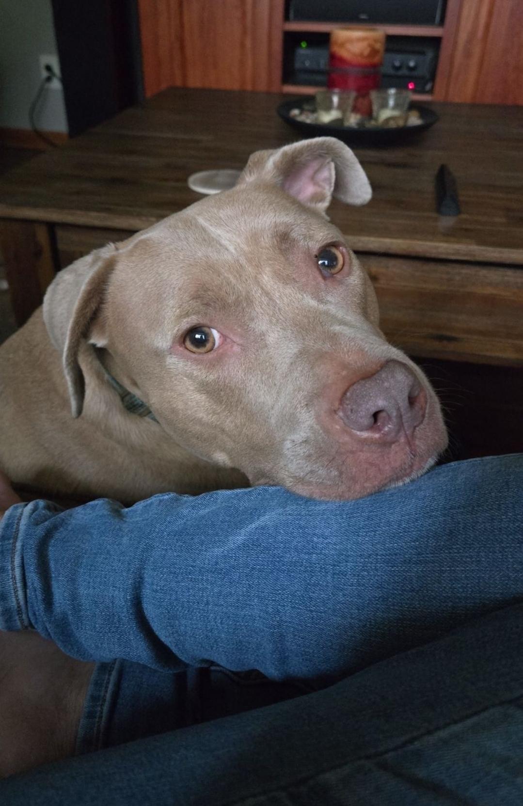 Hannah, a Adoptable American Bully in Milwaukee , WI image 1/2