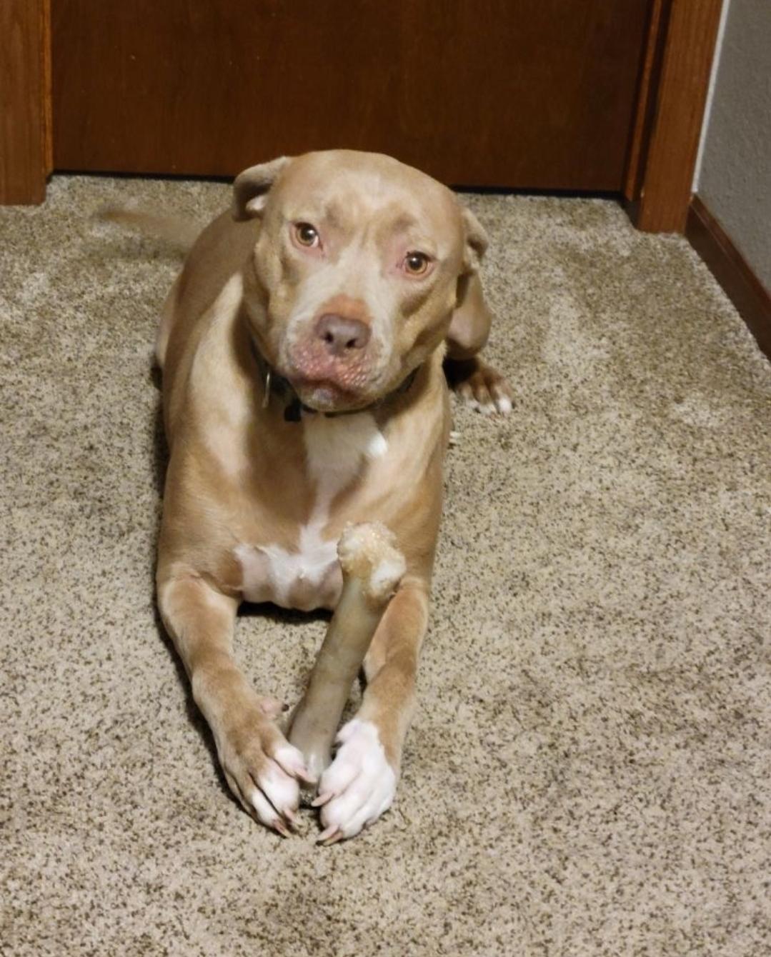 Hannah, a Adoptable American Bully in Milwaukee , WI image 2/2