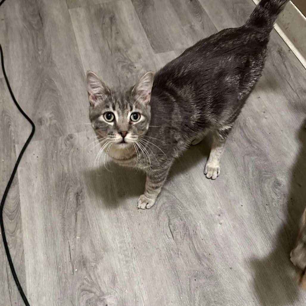 Enlarge Turkish Taffy Estes, a Adoptable Domestic Short Hair in Eagle Mountain, UT image 1/3