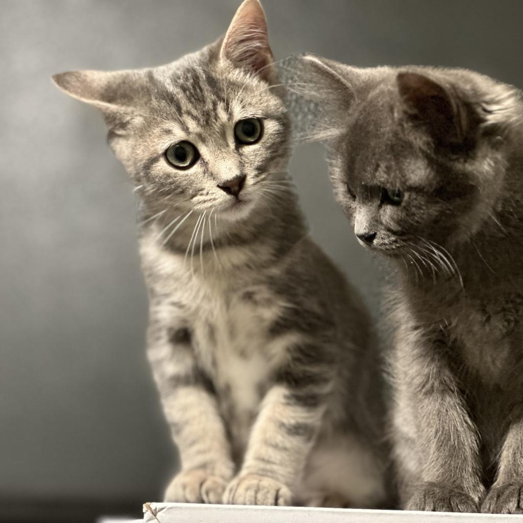 Enlarge Turkish Taffy Estes, a Adoptable Domestic Short Hair in Eagle Mountain, UT image 2/3