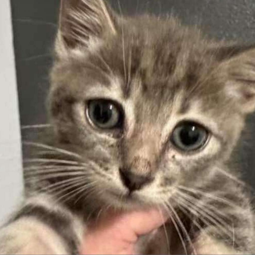 Enlarge Turkish Taffy Estes, a Adoptable Domestic Short Hair in Eagle Mountain, UT image 3/3