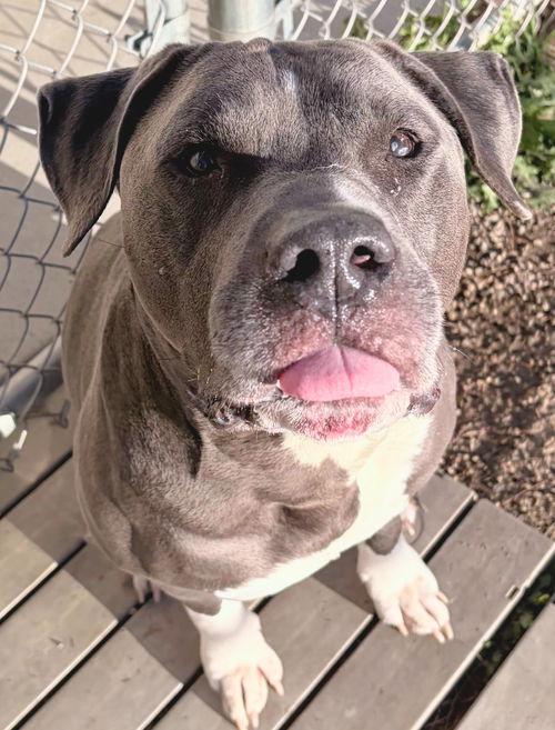 Enlarge Kebo, a Adoptable mixed breed in Jefferson, WI image 1/2