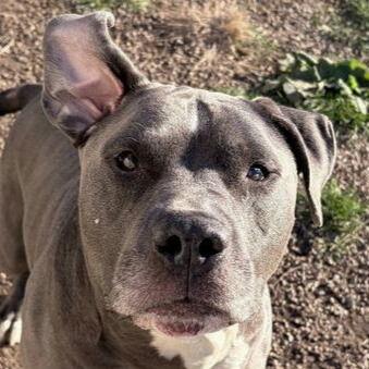 Enlarge Kebo, a Adoptable mixed breed in Jefferson, WI image 2/2