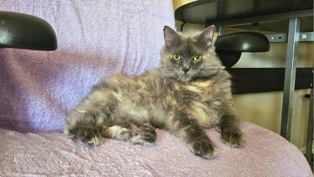 Smudge, Adoptable, Adult Female Domestic Long Hair.