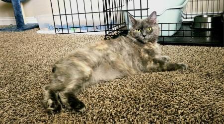 Smudge, a Adoptable mixed breed in Gautier, MS image 3/6