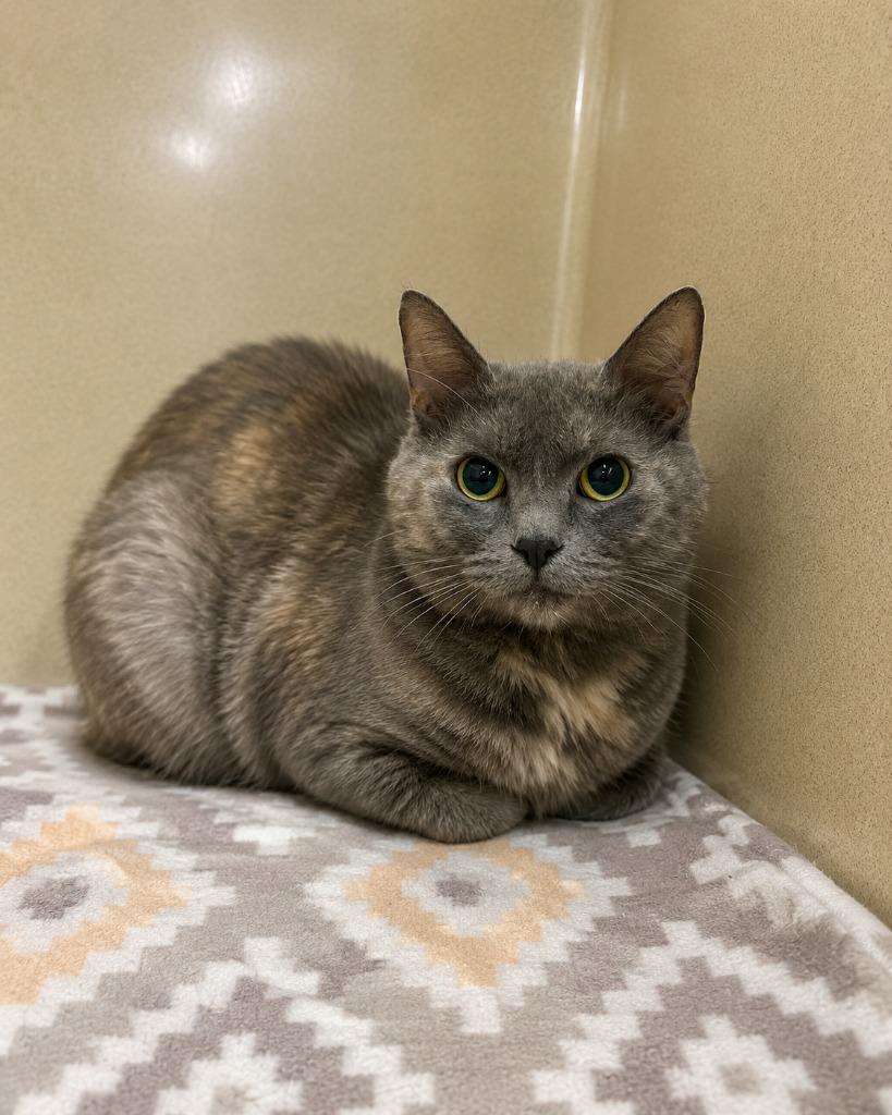 Smudge, a Adoptable mixed breed in Gautier, MS image 4/6